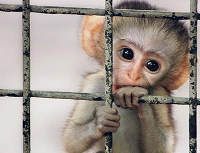 Wild Animals Should Not Be Kept In Captivity. - Grace Marie Velez Colon